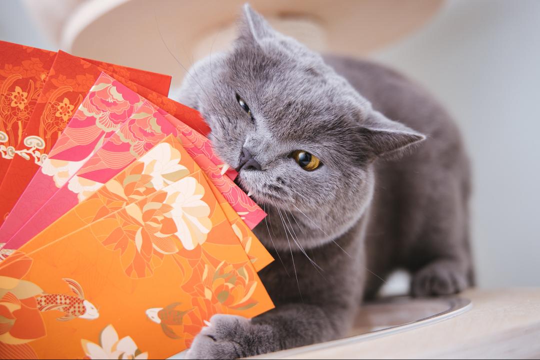 哺乳期的母猫受孕几率高吗,母猫怀孕期间有奶水吗