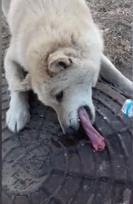 养狗后需要什么条件,养狗之后容易患上这几种病