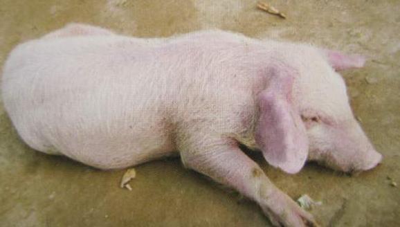 猪无法站立除了链球菌还有以下几种病因,应该如何治疗?