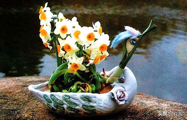 水仙花水培徒长怎么办,水仙花徒长后怎么处理