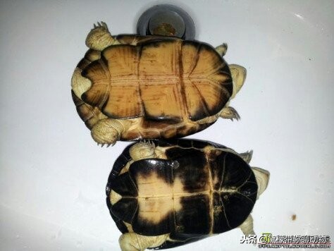 落枕病患者——萌萌的侧颈龟