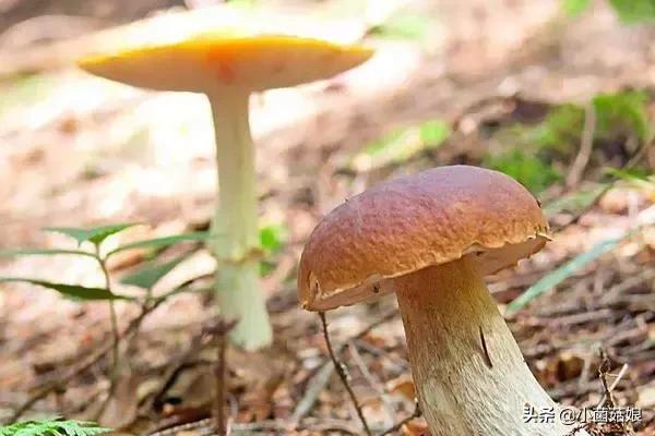 种蘑菇的利润与成功率,种蘑菇投资大吗