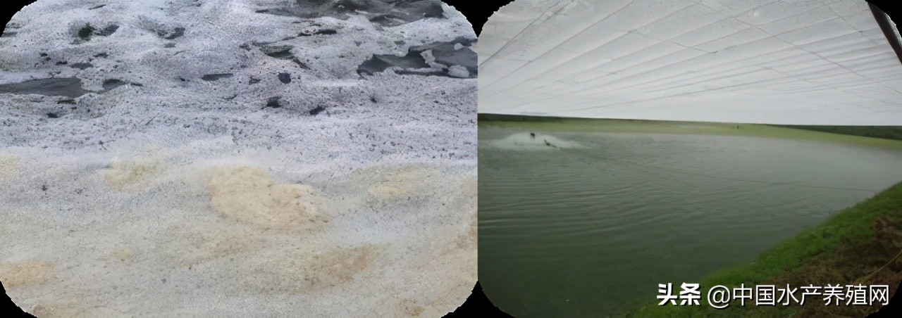 鱼病快速诊断与防病技术,鱼虾蟹病防治方法