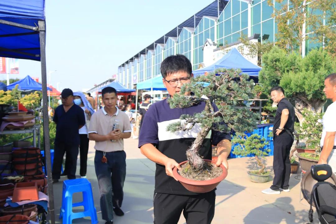 花木盆景活动,秋冬季花木节盆景展
