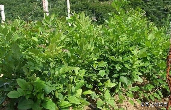 白蜡树的种植方法,白蜡树的养殖方法和注意事项