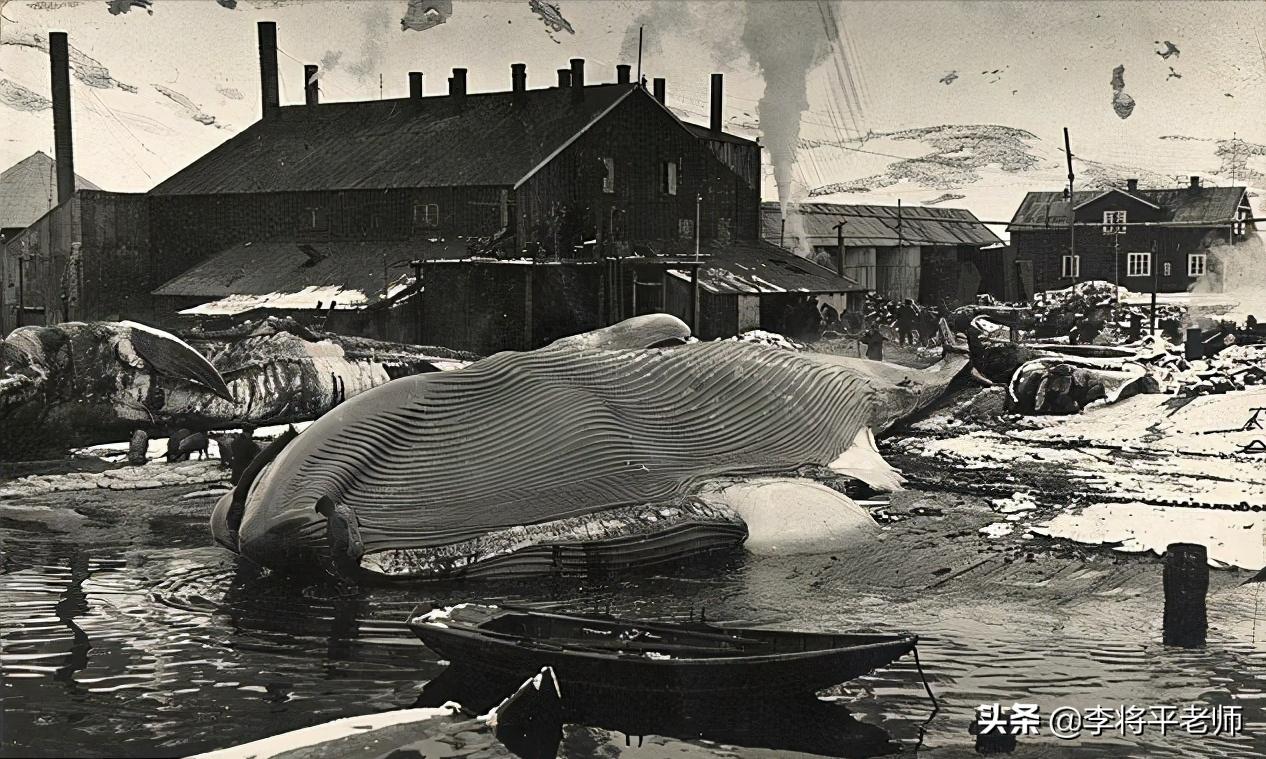 300万头鲸鱼的悲歌，欧美和日本的黑暗捕鲸史，它们驮着欧美文明