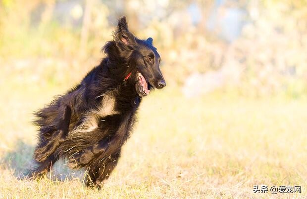 大狗呼吸急促怎么让它正常,狗狗对其他狗很警惕怎么办