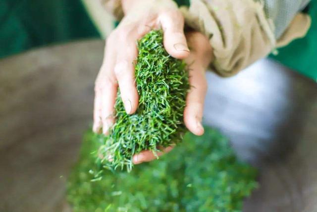 茶的认识与使用方法,正确的茶知识大全