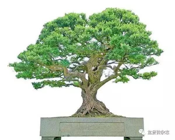 世界上最贵的盆景植物,最贵的一颗盆景