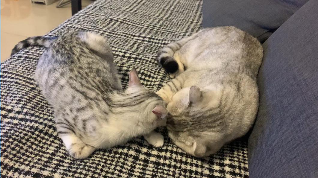 猫主子不理你了怎么办,猫咪的怪癖铲屎官你们都知道吗