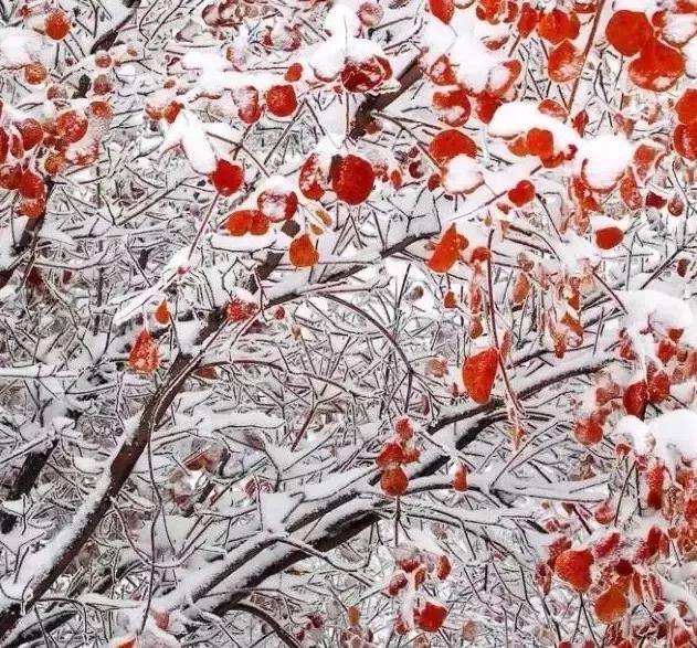 此生必去看一次雾凇太美了,此生必去看一次雾凇简直要美哭了