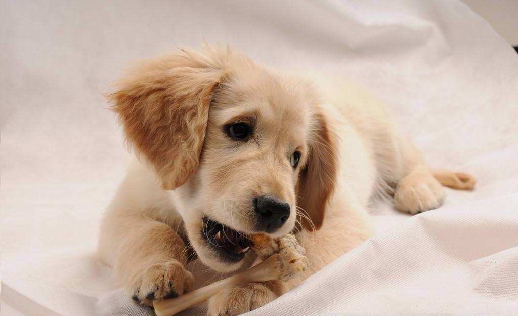 新手铲屎官必备清单,铲屎官新手入门必备