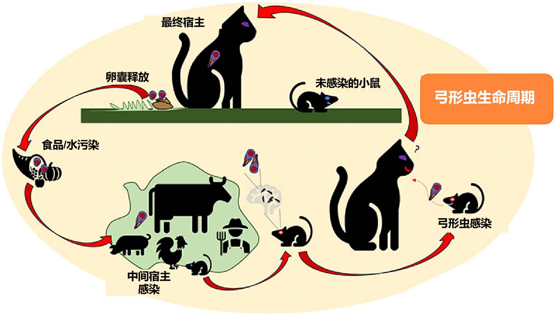 全世界有多少人被弓形虫感染,弓形虫感染率占全球多少