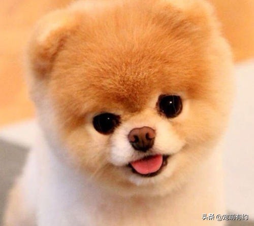 养茶杯犬需要注意什么,养茶杯犬需要注意的事项