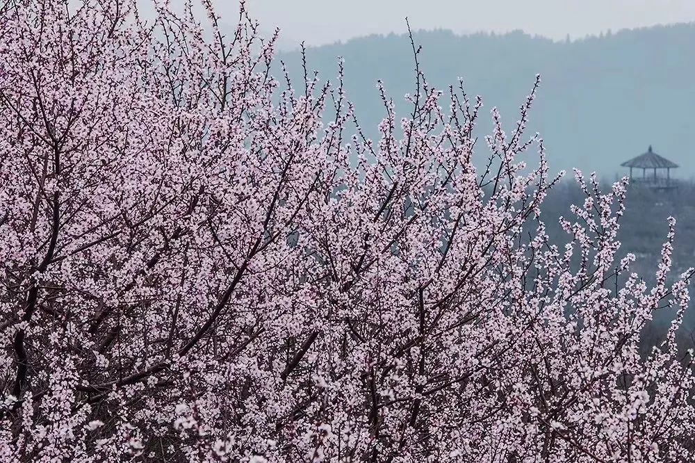 戴口罩的冬天太漫长，差点忘了中国的春天有多美