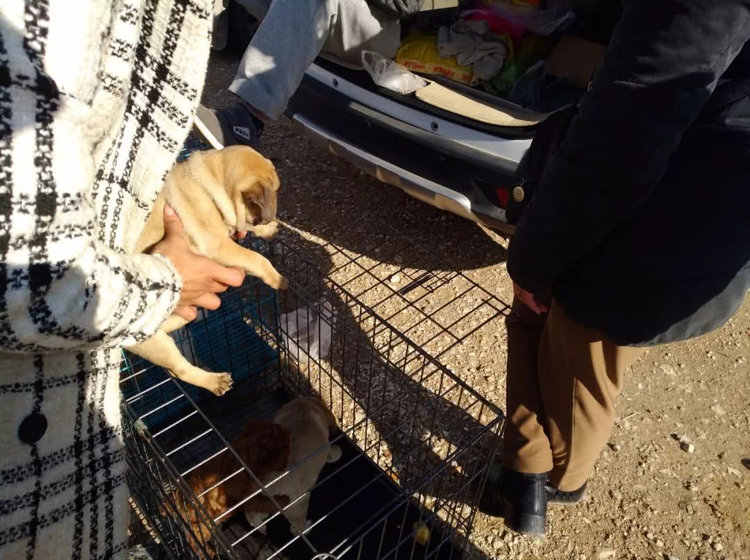 寿光巴哥犬哈巴狗幼犬出售,巴哥犬卖多少钱