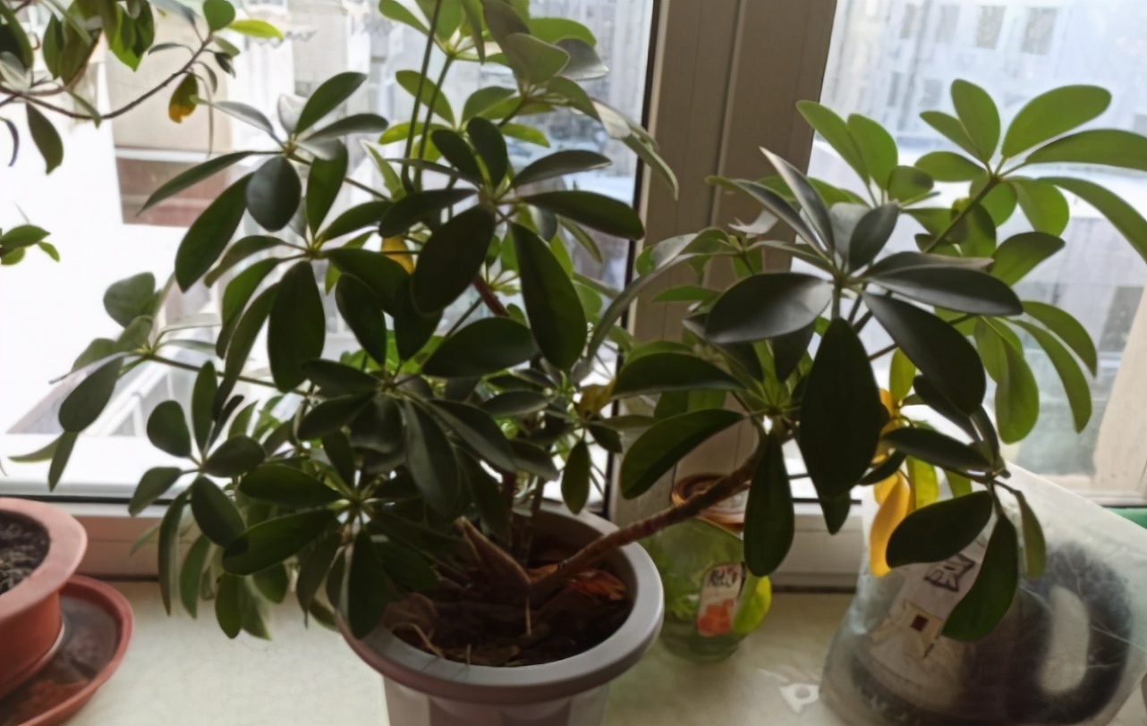 鸭掌木枯黄落叶怎么补救,鸭掌木怎么养枝繁叶茂告别黄叶