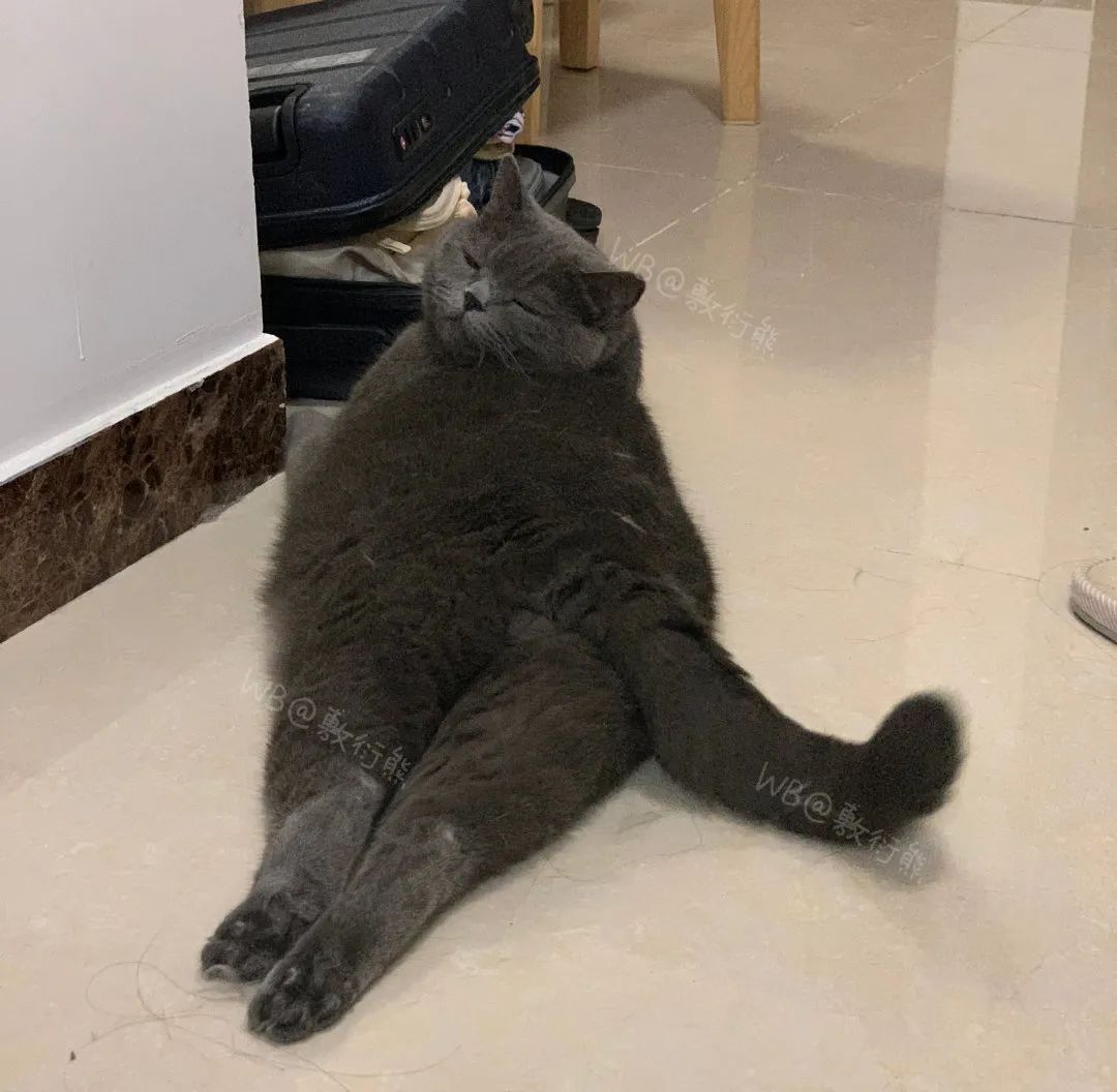 猫是只好猫,可被网友恶整后…哈哈哈没脸见人了