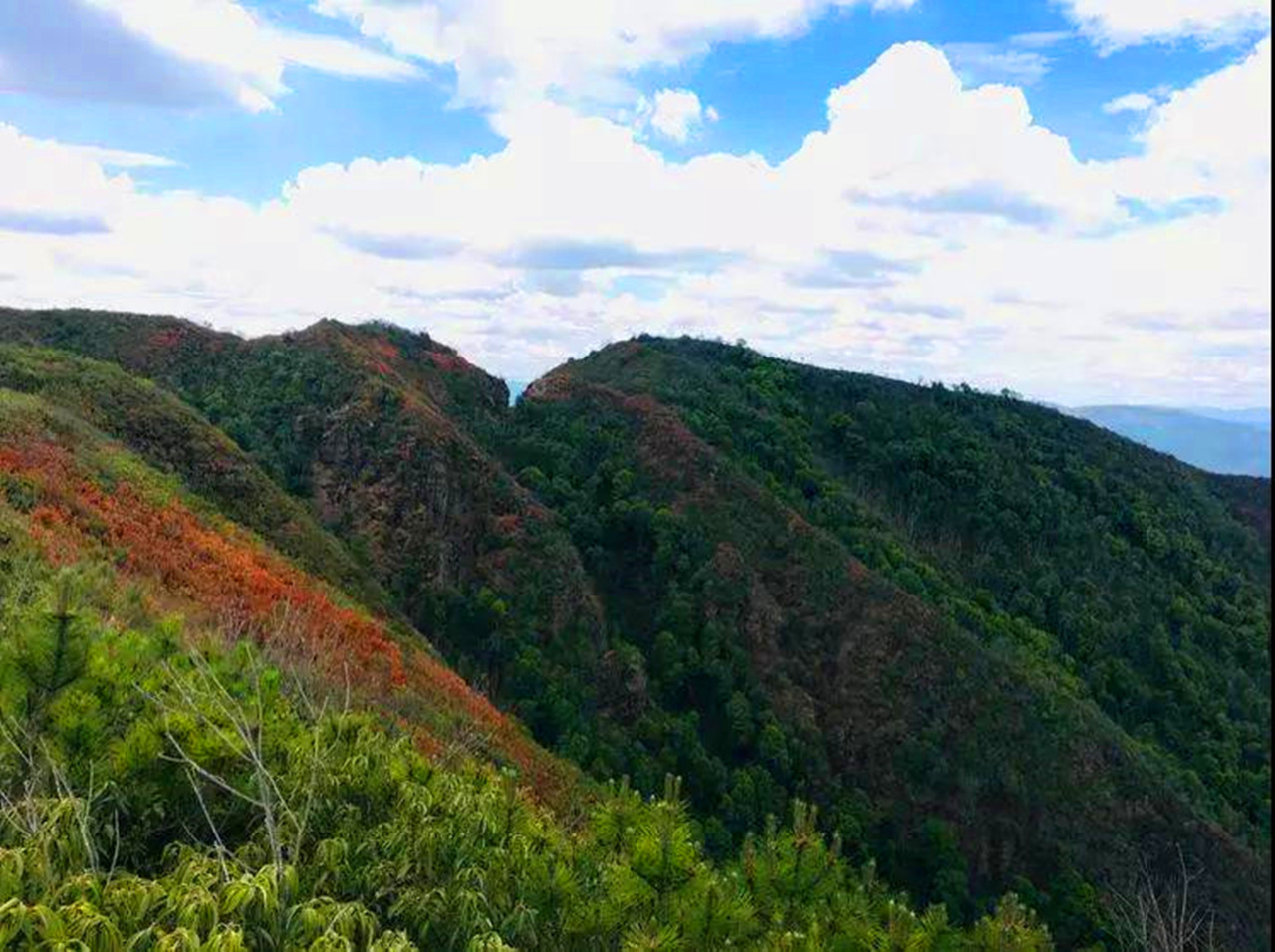 盛夏特约|金色螳螂川徒步笔架山赏向日葵花海
