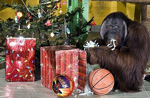 关于圣诞节的奇葩礼物,比较有意思的圣诞礼物