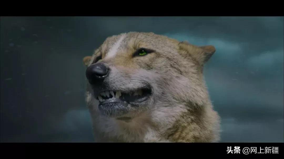 这位“女汉子”在*疆新**，把狼养成了哈士奇，就是经常揍狼的那个