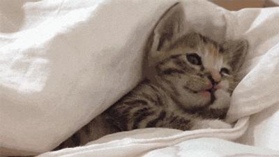 猫老是在被子上踩来踩去,怎么防止猫在被子上尿尿