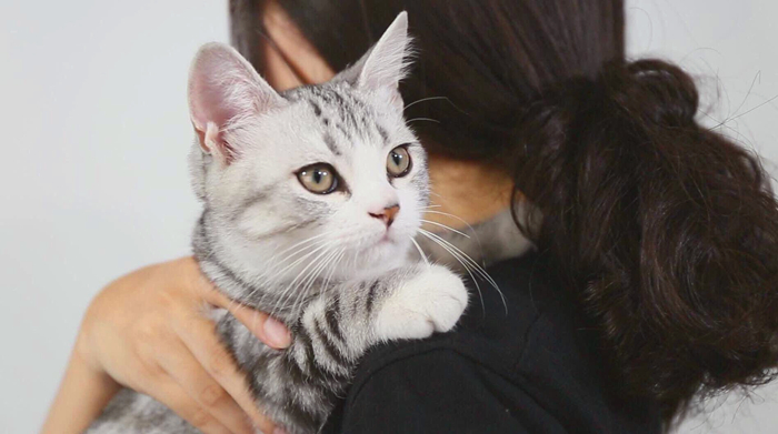抱猫的三种正确姿势，让撸猫更有技巧，铲屎官免于被猫咪抓伤！