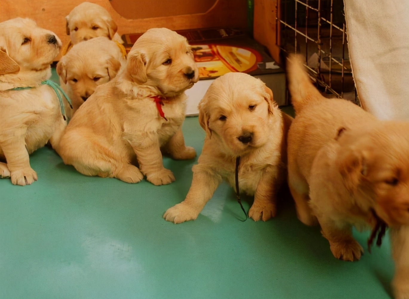 金毛犬怎么挑选纯不纯,金毛犬要怎么挑选才是最好的