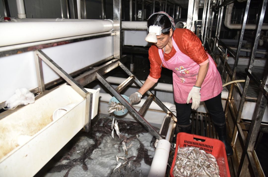 从保护动物到人工养殖，成为美食！鼎湖的绿水青山锻造千万商机