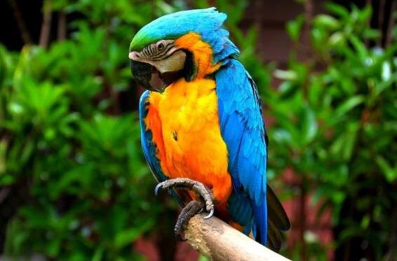 最大的金刚鹦鹉有多大,最大的鹦鹉金刚鹦鹉