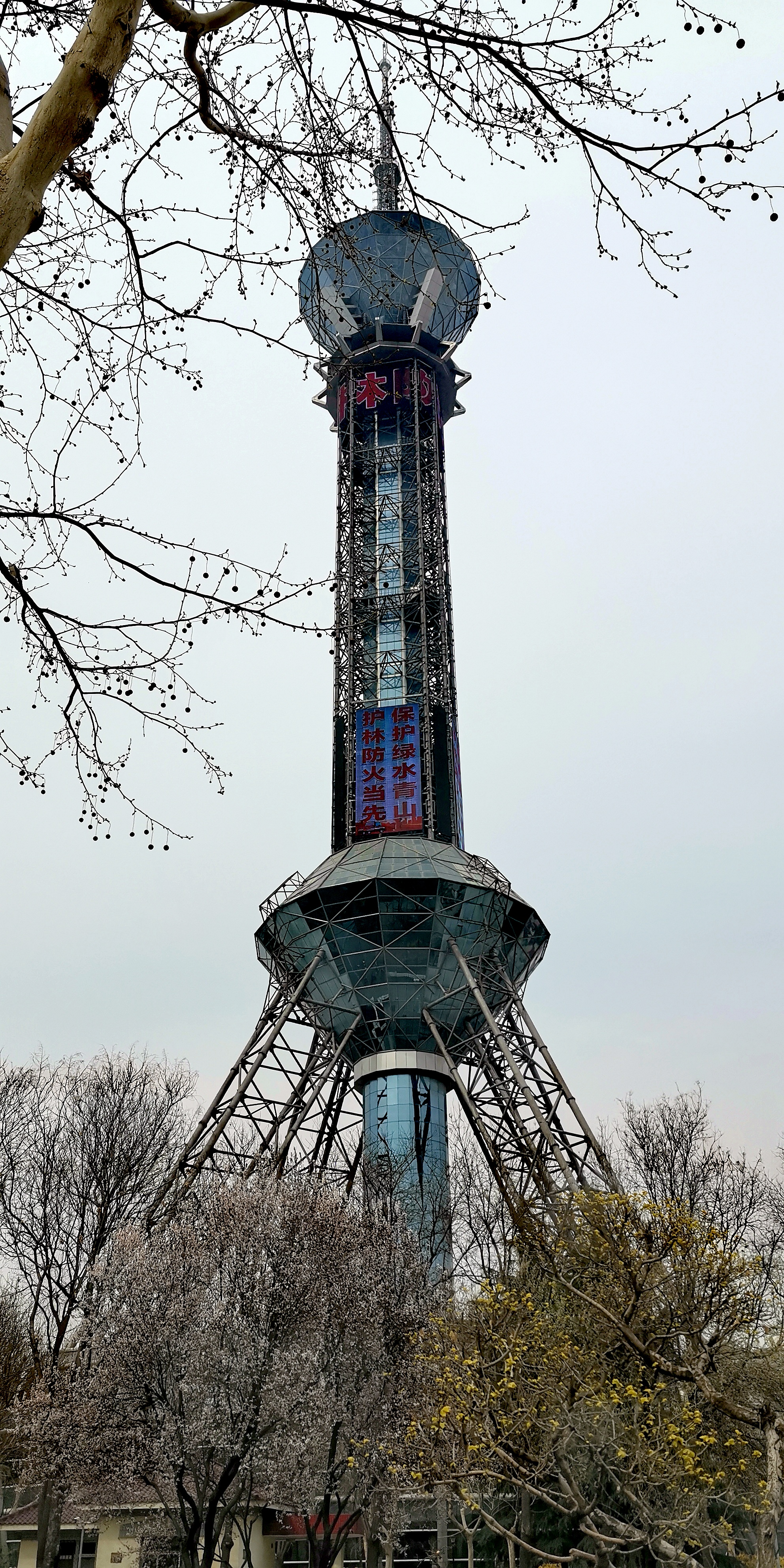 石家庄世纪公园的荷花已开过,石家庄世纪公园花