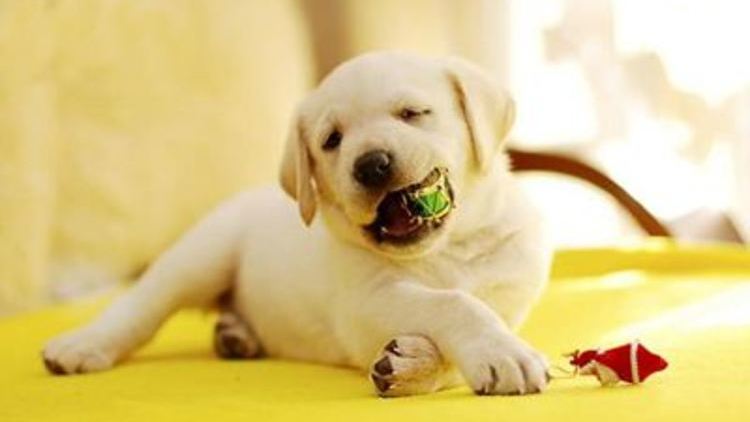 狗狗临产前像月经出血,狗狗临产前为什么爱吃东西