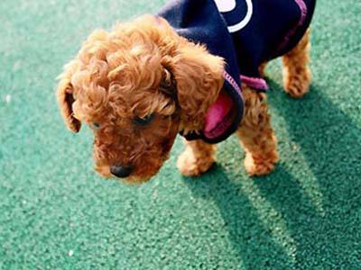 养泰迪犬不可以吃什么,养泰迪怎么不让它叫呢