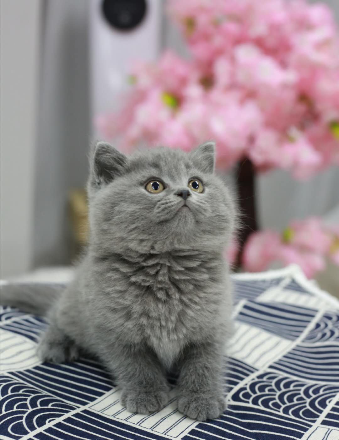 世界三大蓝猫一个比一个呆萌可爱,世界最有名的蓝猫