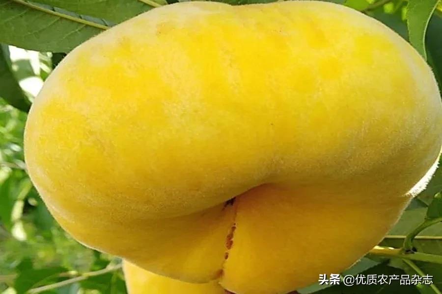 什么种类的黄桃最好吃又甜,鲜食黄桃品种哪个最好吃