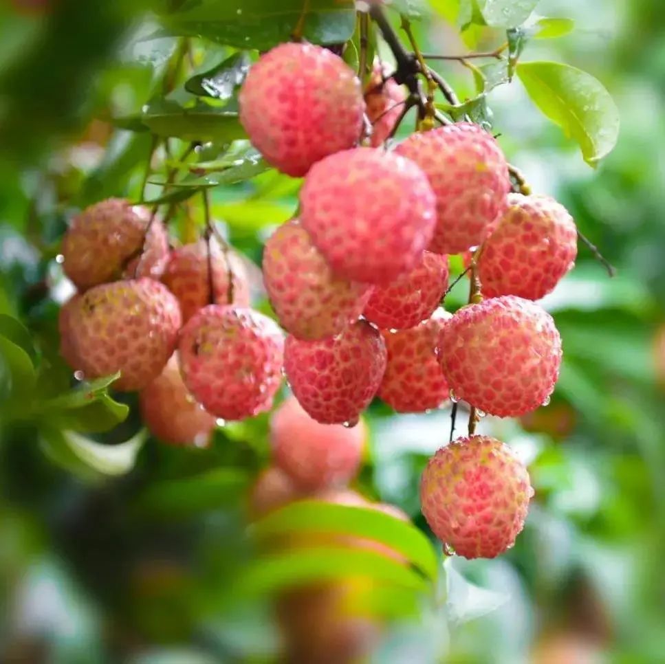 惠州适合亲子游的宝藏胜地,惠州宝藏打卡地