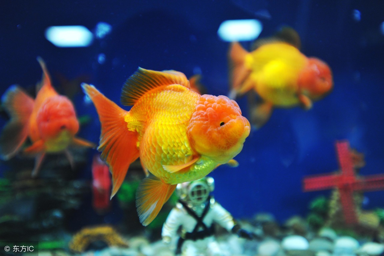 鱼缸水流太大对鱼苗好吗,鱼缸水浑浊对观赏鱼有害吗