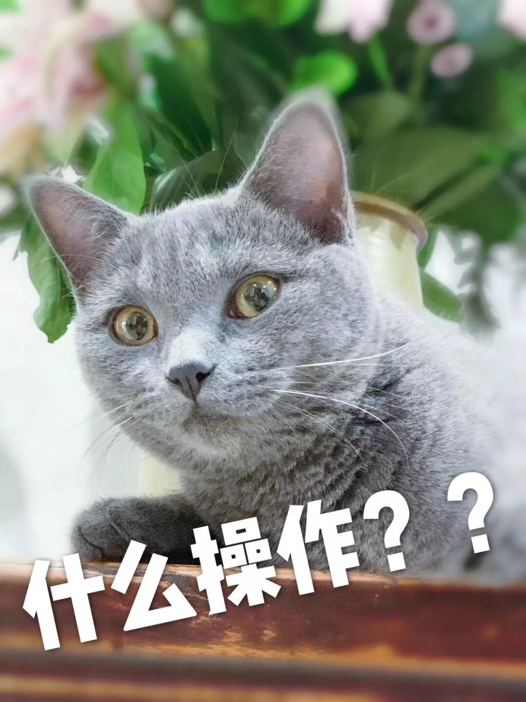 奢侈品代购被骗了怎么办,代购奢侈品的骗局有哪些案例