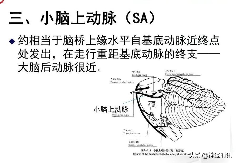 脑动脉解剖学讲解,脑膜中动脉解剖讲解