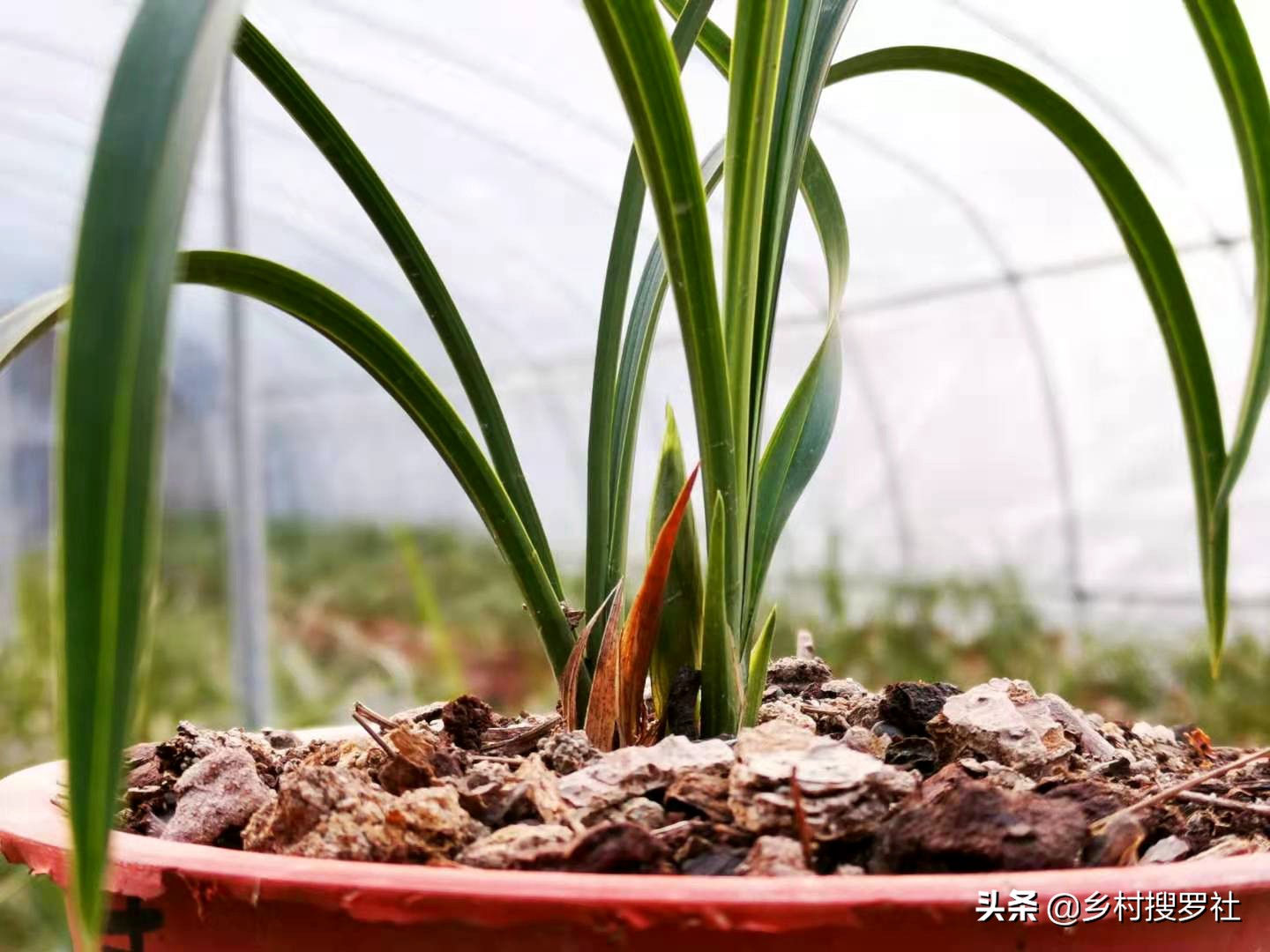 春兰开的都是素花怎么回事,春兰开素花好吗