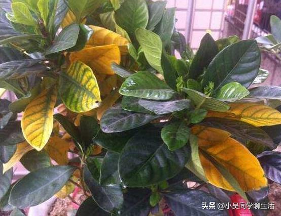 栀子花黄叶的几种处理方法,栀子花黄叶是什么原因用什么办法