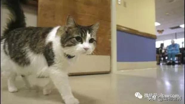 世界各国国宝级动物,世界各地的名贵动物