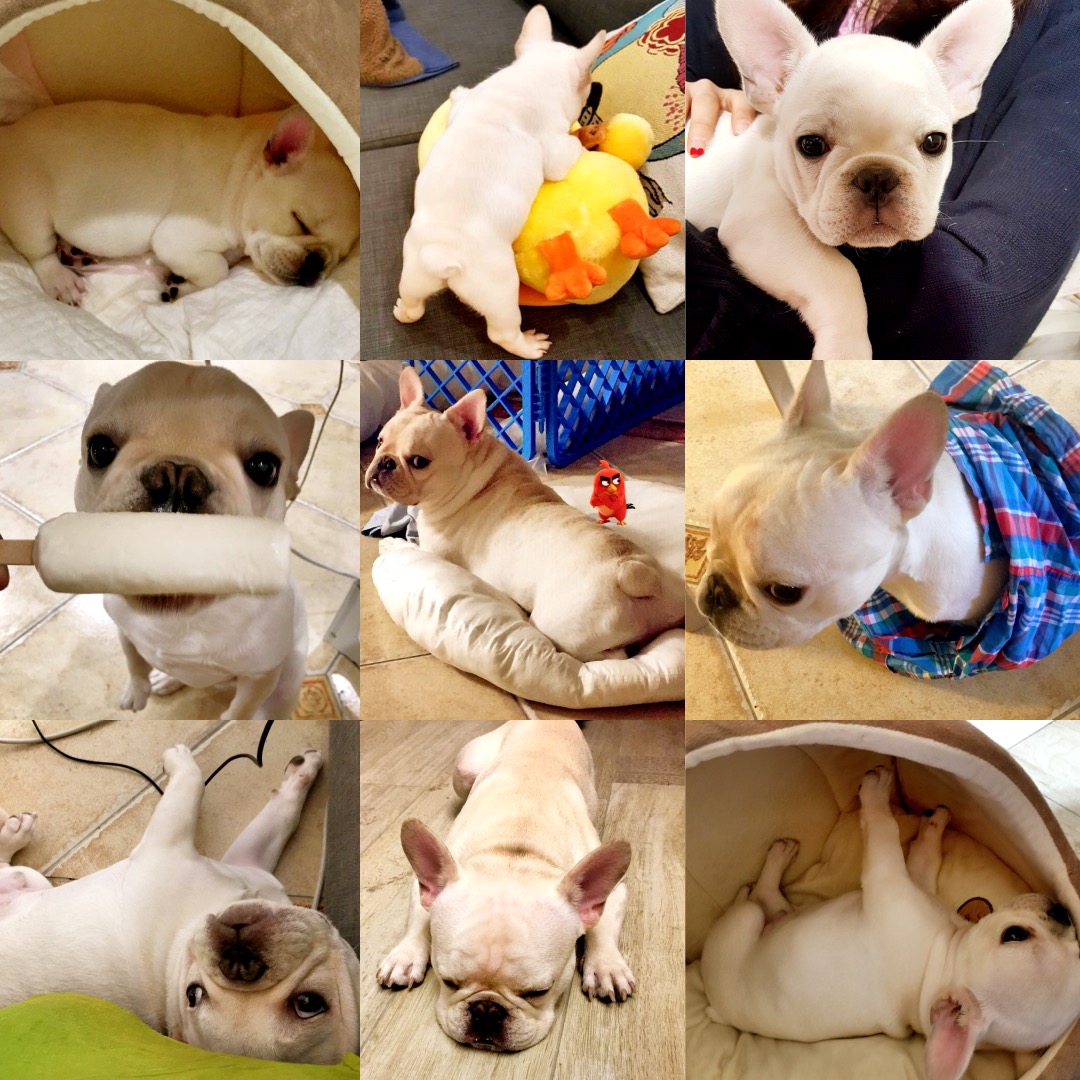 孕期可以养狗狗吗,孕妇养狗会导致胎儿得狂犬病