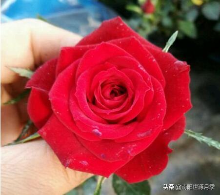 超级微型月季株型紧凑,最漂亮10种微型月季图片