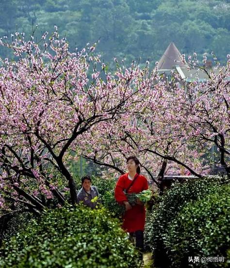 江苏旅游西山岛攻略图文,内湖洞庭西山岛