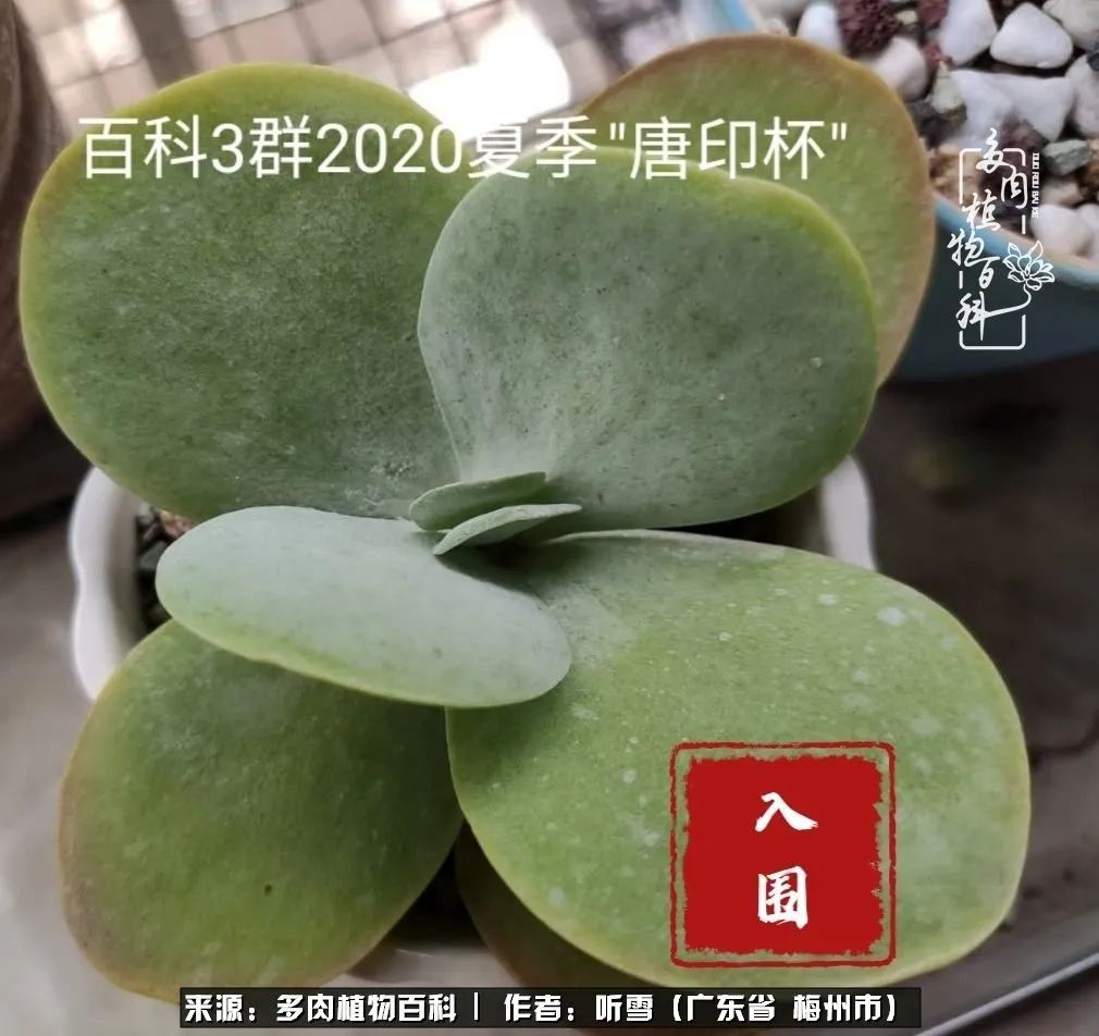 遇见多肉感恩生命中所有的相识,爱上多肉是个压力山大的事