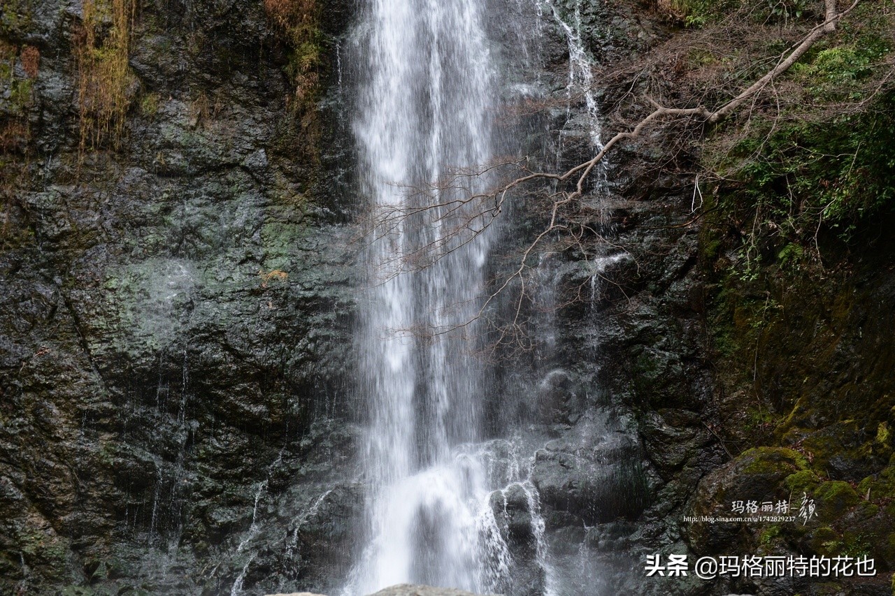萁田森林公园和大阪的省钱之旅|行摄日本