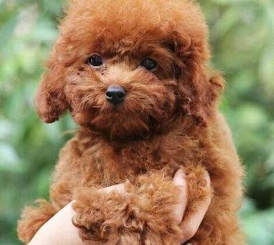 泰迪为啥总爱舔人？其实原因有6点，网友：看完恍然大悟