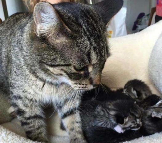 猫咪烫伤了皮掉了怎么办,小猫猫烧伤了怎么办