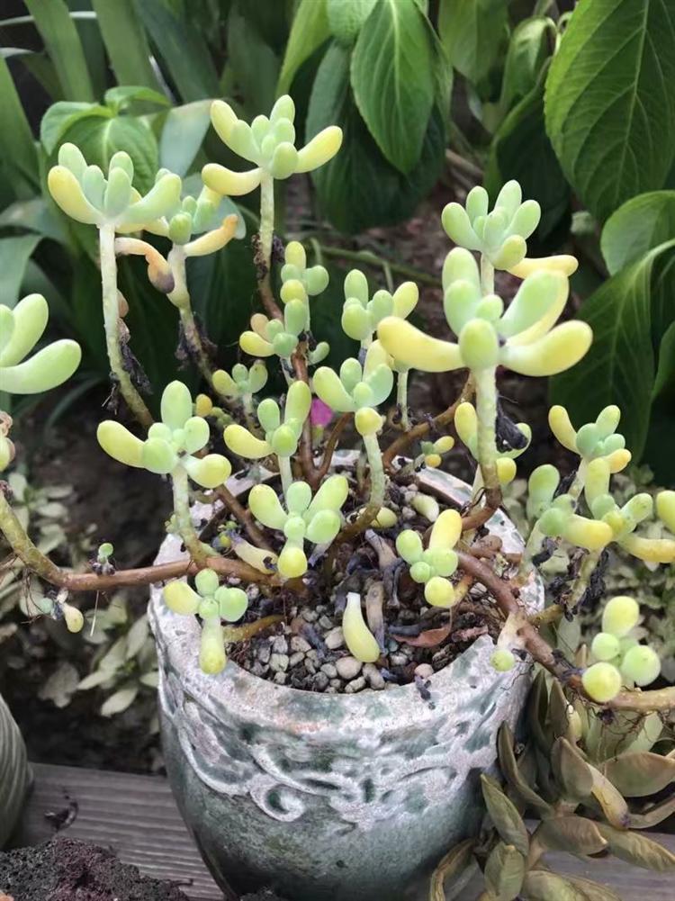 哪些多肉淋雨容易死,多肉怎么防止水腐病